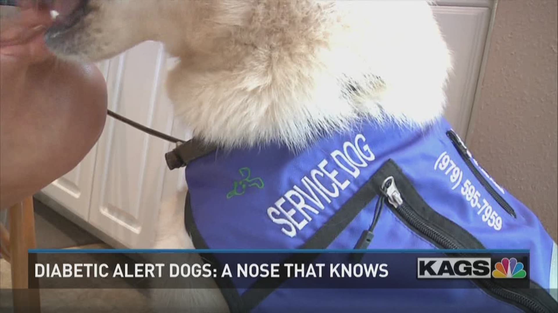 service dog alerting owner
