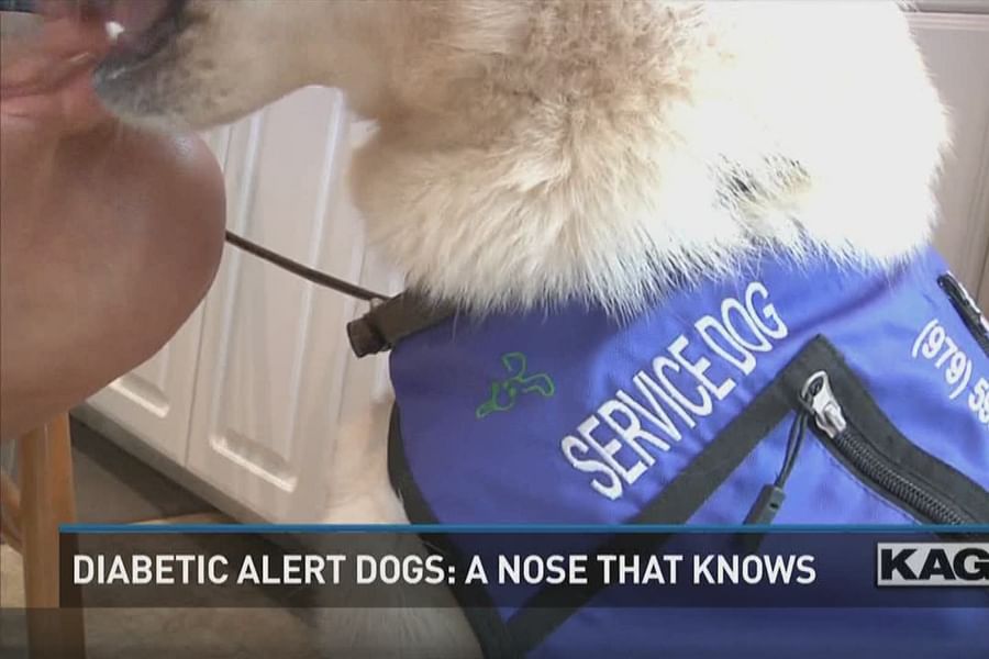 service dog alerting owner