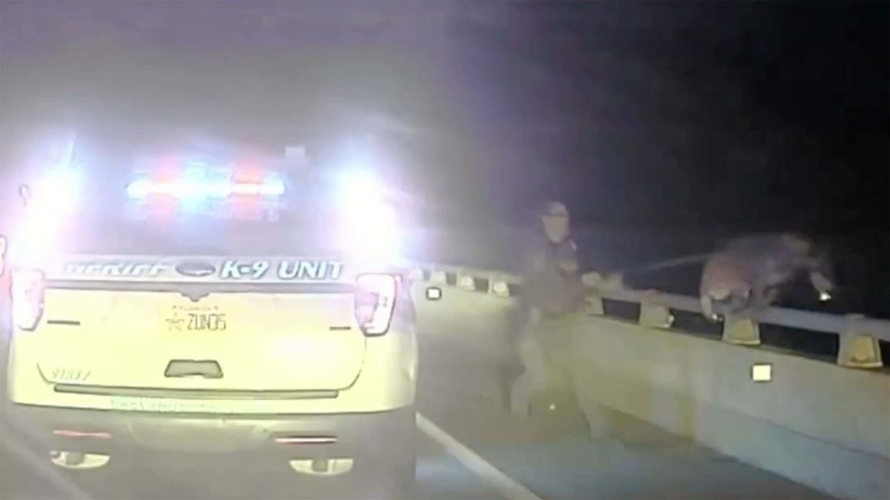 service dog as social bridge