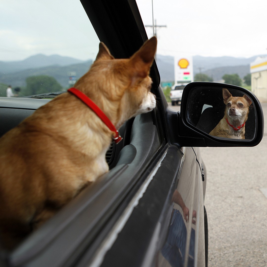 service dog behavioral mirroring