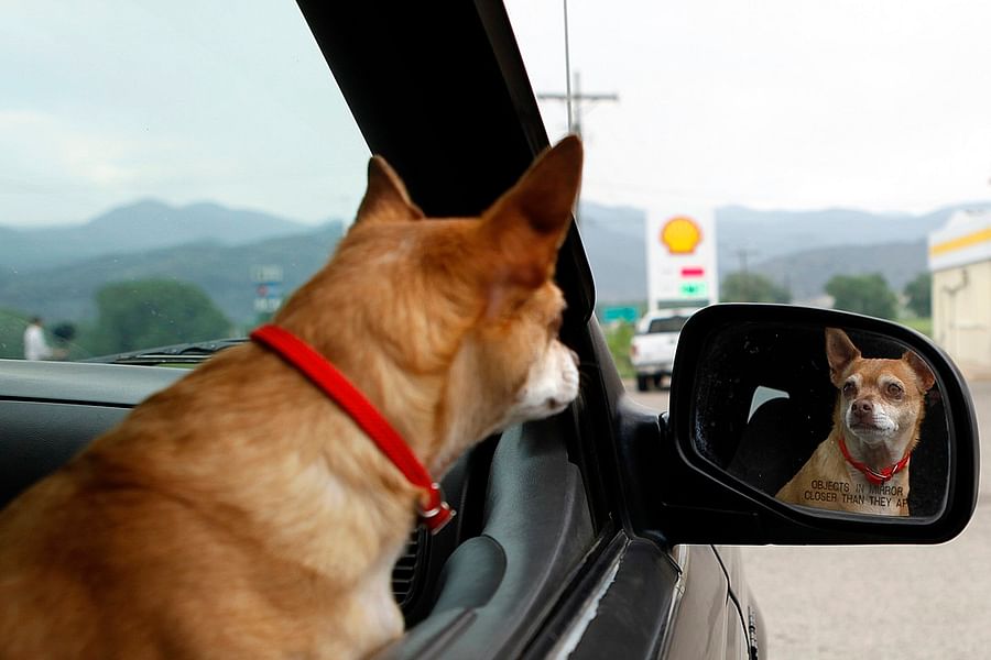 service dog behavioral mirroring