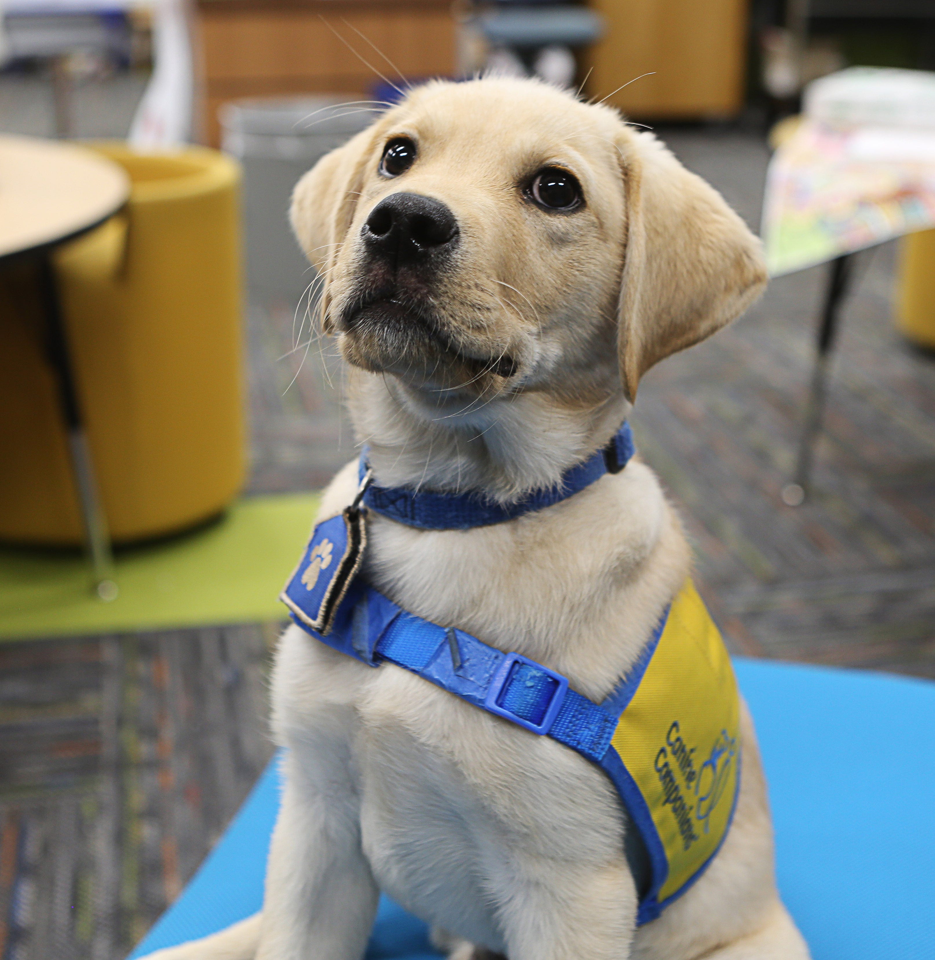 service dog companionship