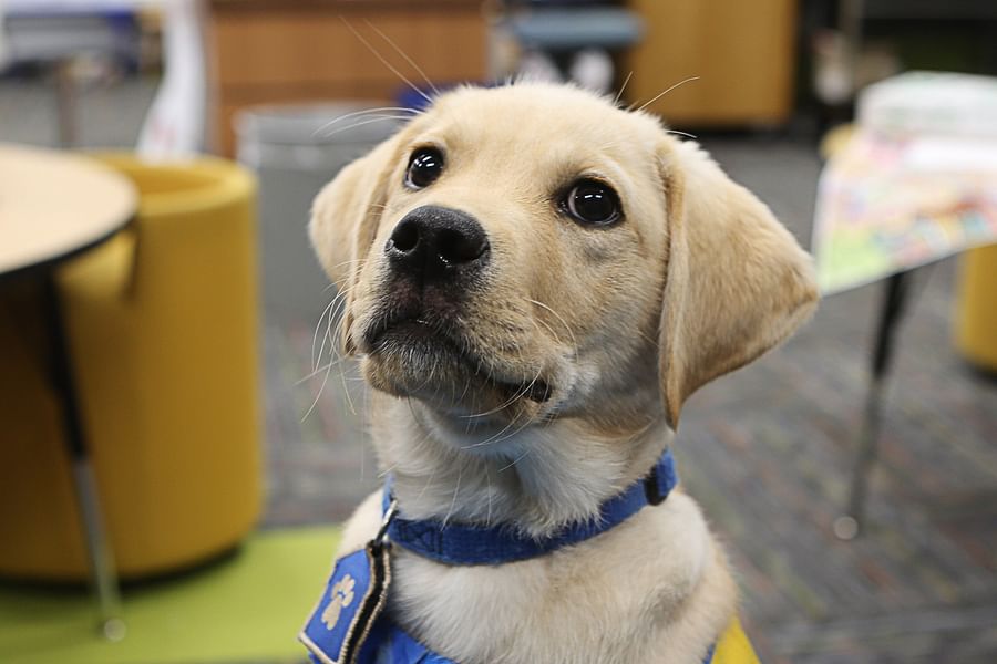 service dog companionship
