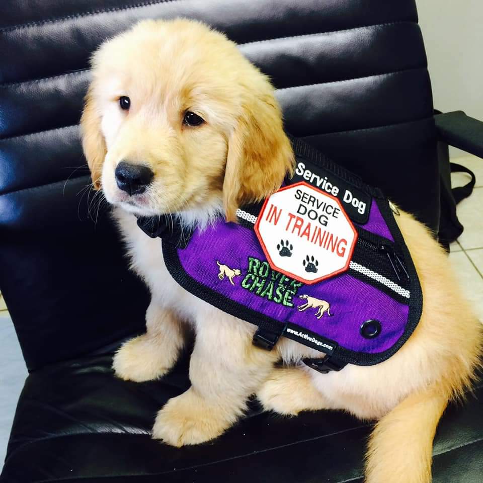 service dog emotional support