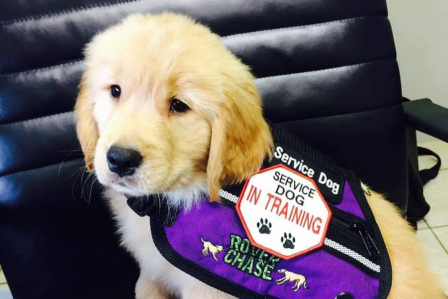 service dog emotional support