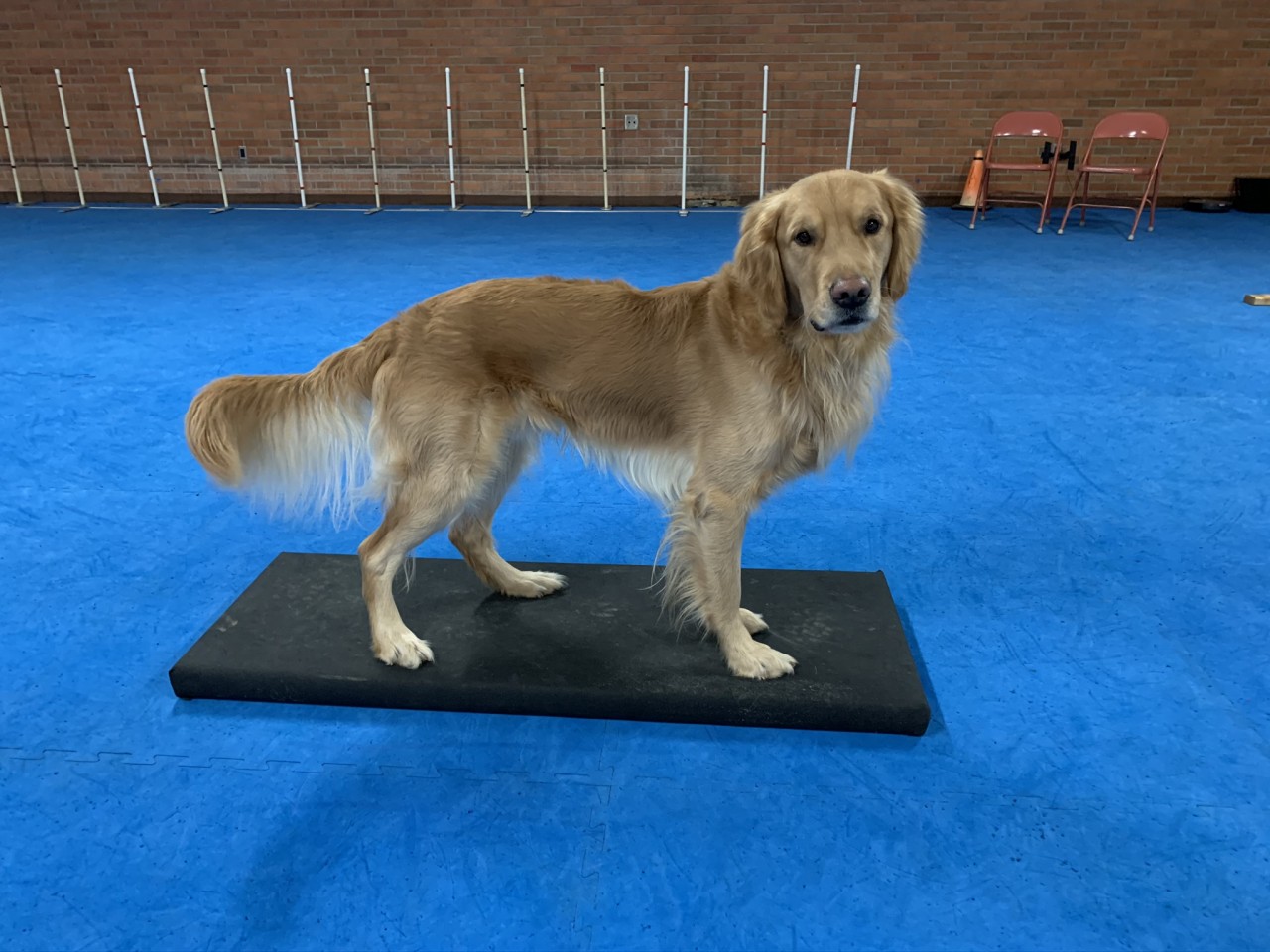 service dog exercise encouragement