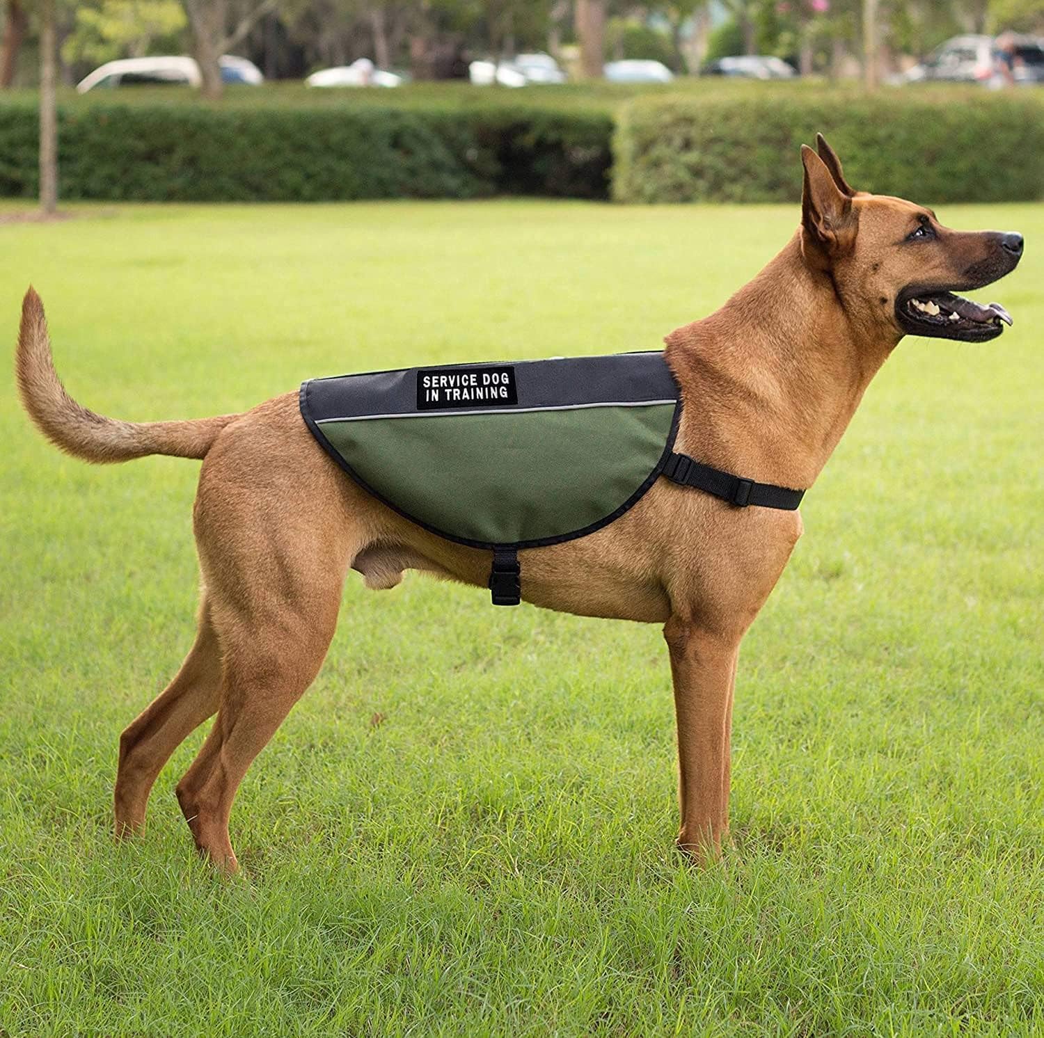 service dog gesture recognition