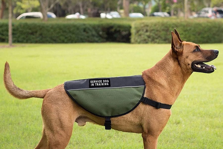 service dog gesture recognition