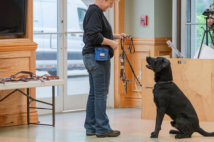service dog guiding person