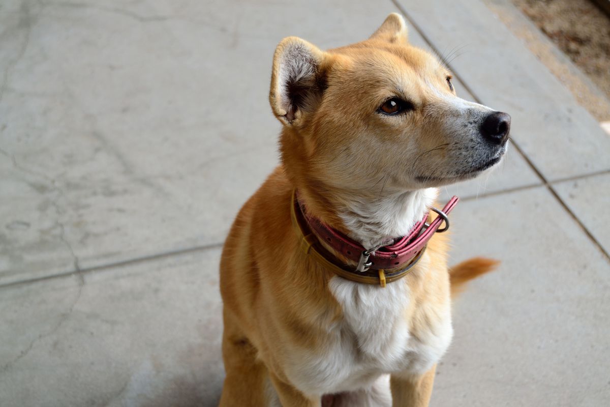 service dog interpreting non-verbal cues