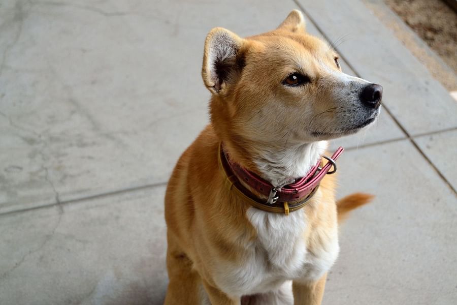 service dog interpreting non-verbal cues