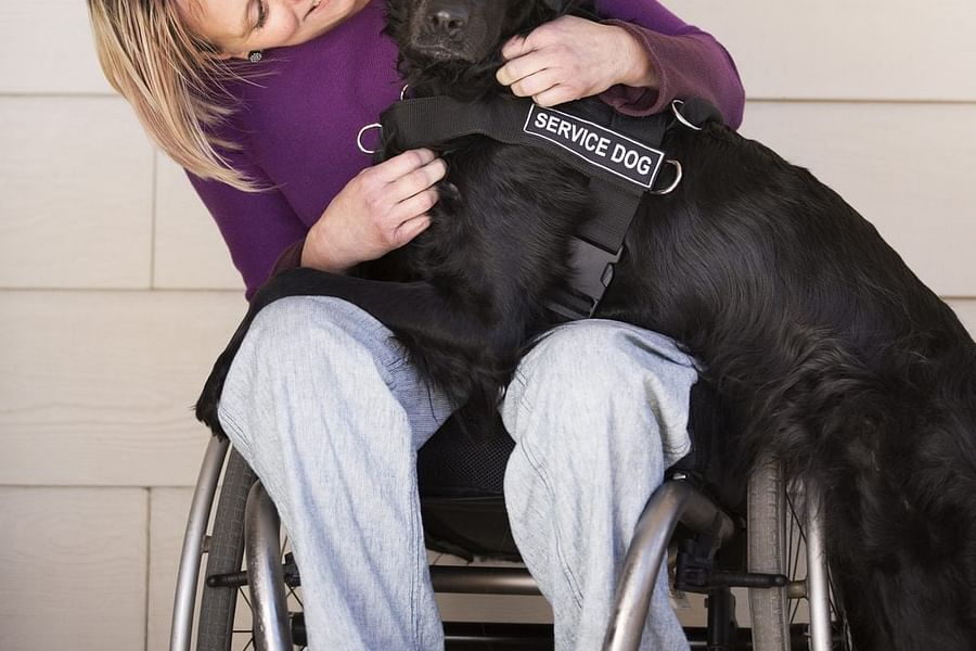 service dog interrupting behavior