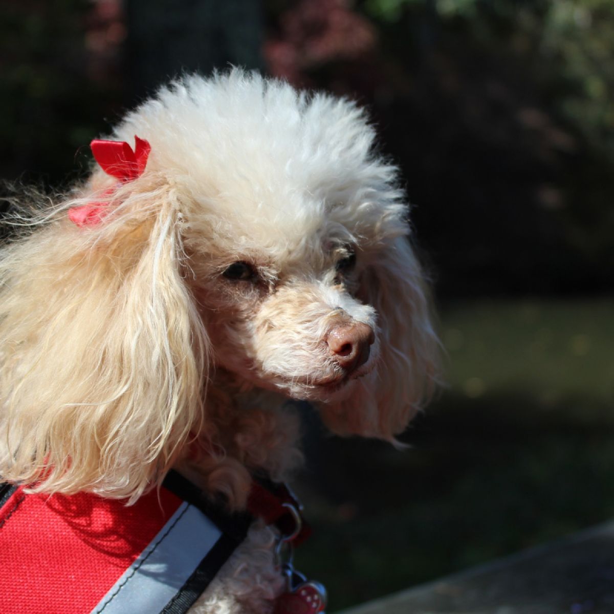 service dog medication reminder