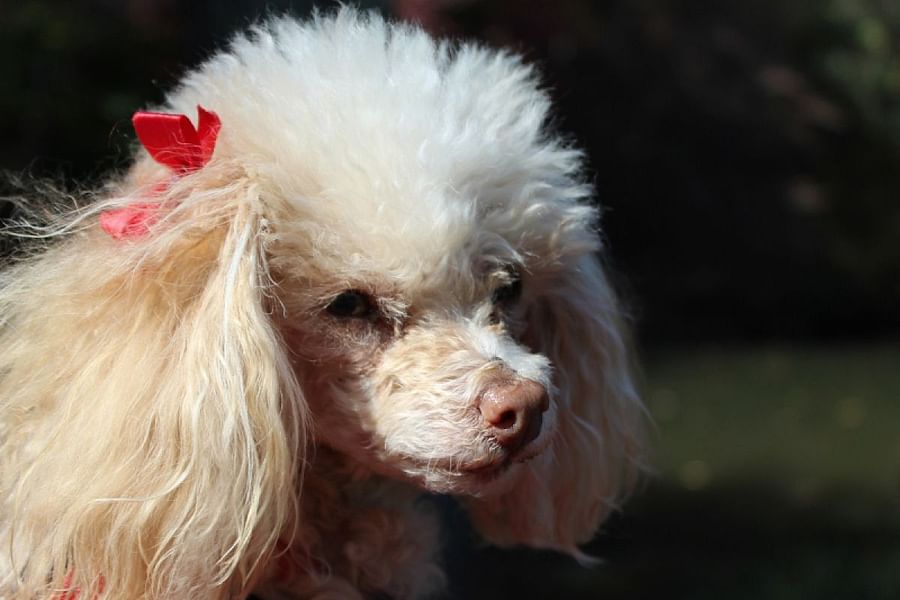 service dog medication reminder