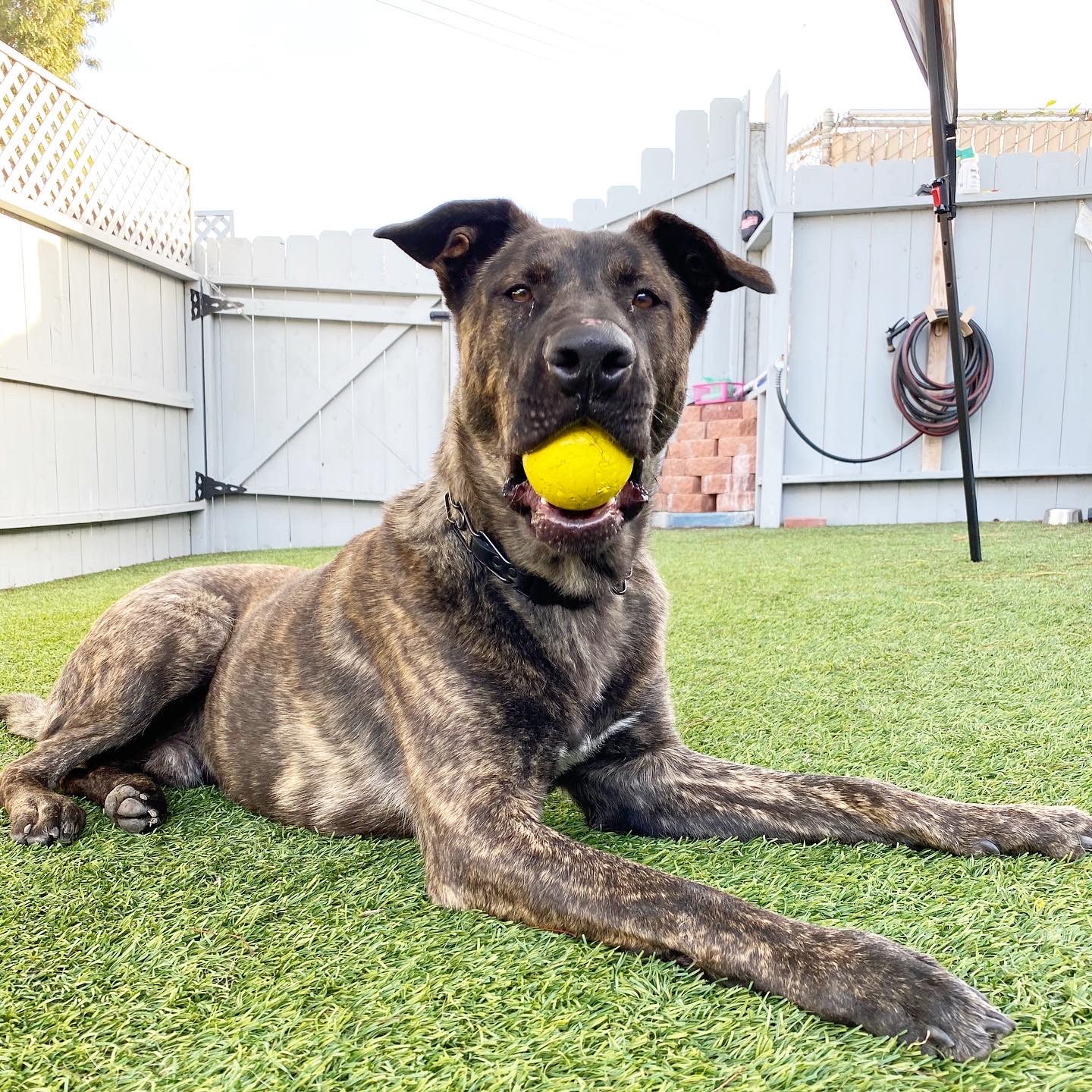 service dog physical support