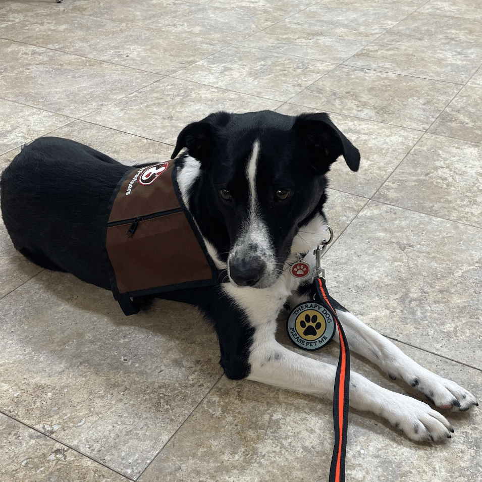 service dog safety monitoring