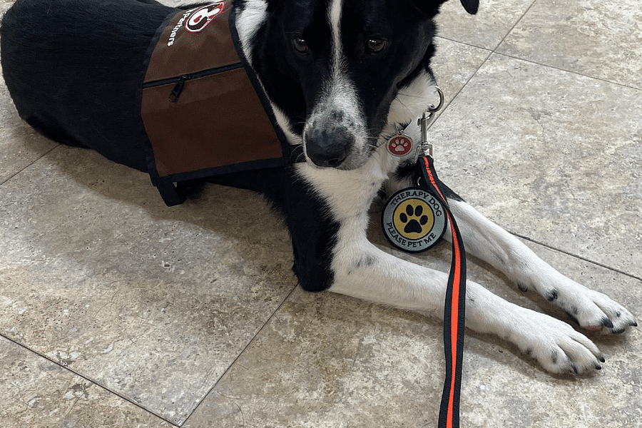 service dog safety monitoring