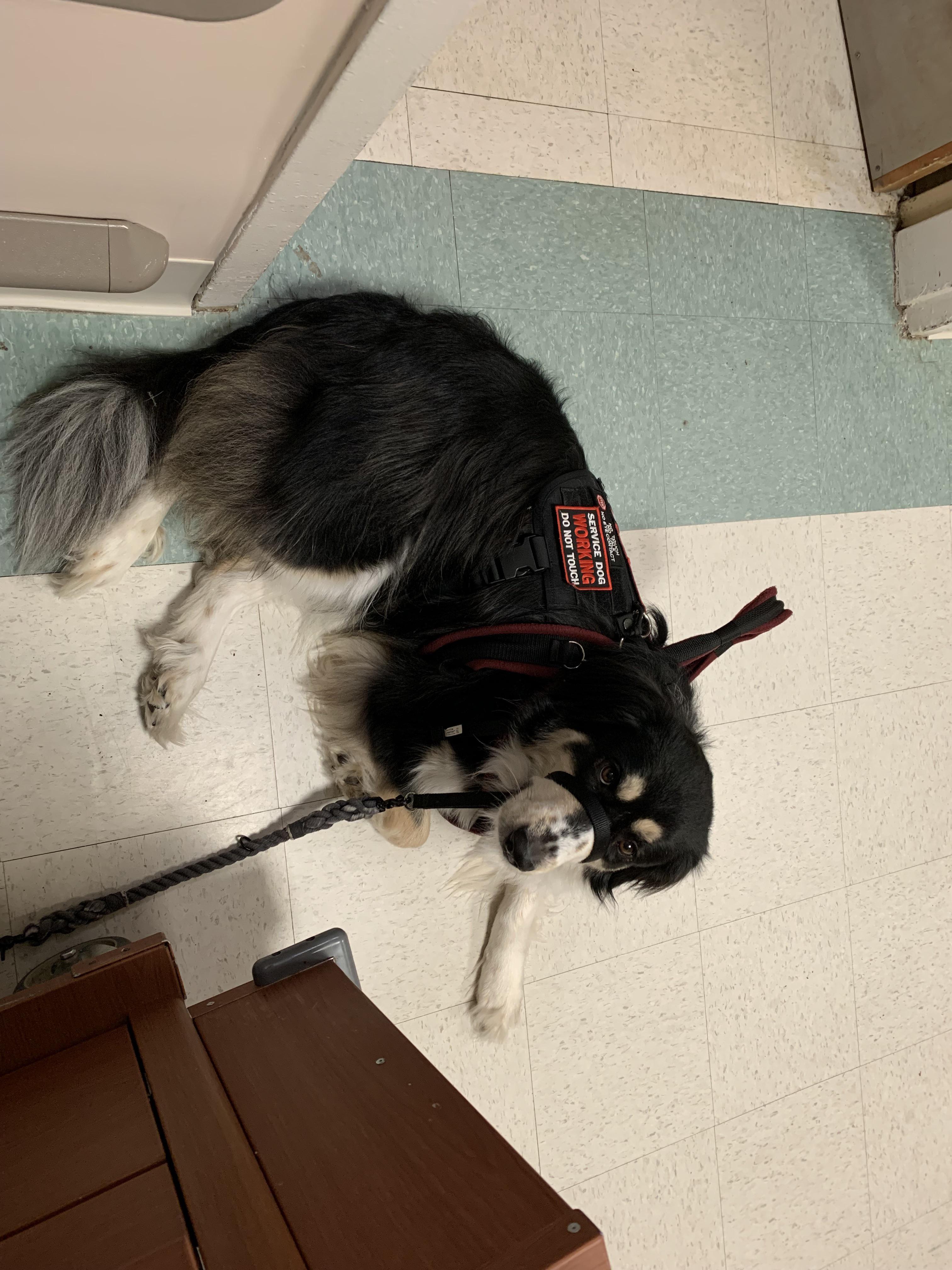 service dog verbal prompts dementia