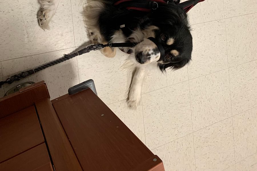 service dog verbal prompts dementia