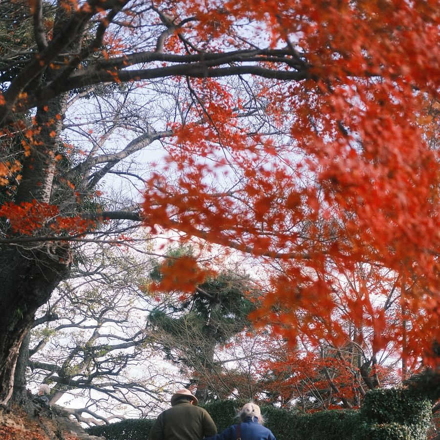 Elderly couple enjoying a healthy walk in the park